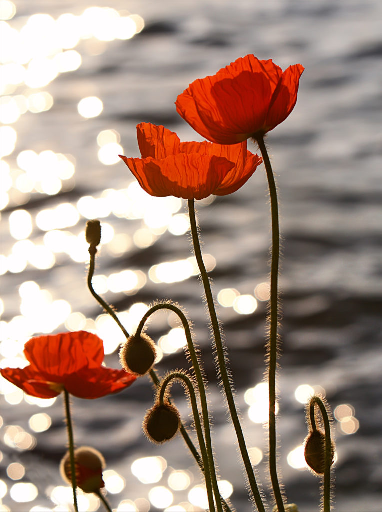 Remembrance Day Poppies Clark College Libraries News